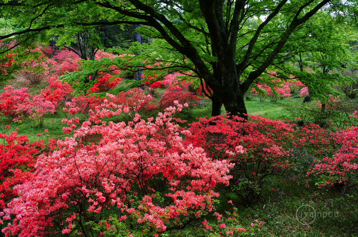 シグマ SIGMA 35mm F1.4 DG DN | Art ／ 奈良 宇陀 鳥見山のツツジ